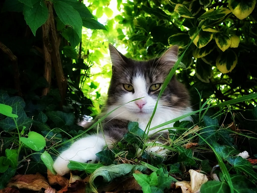 Crouching Tiger Hidden Dragon