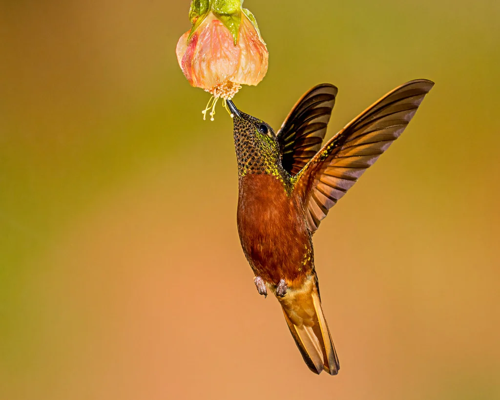 Chestnut-breasted coronet