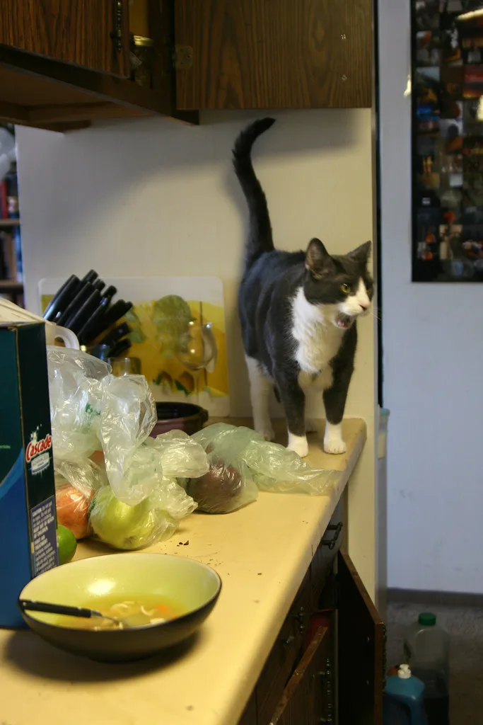 Cats and Soup