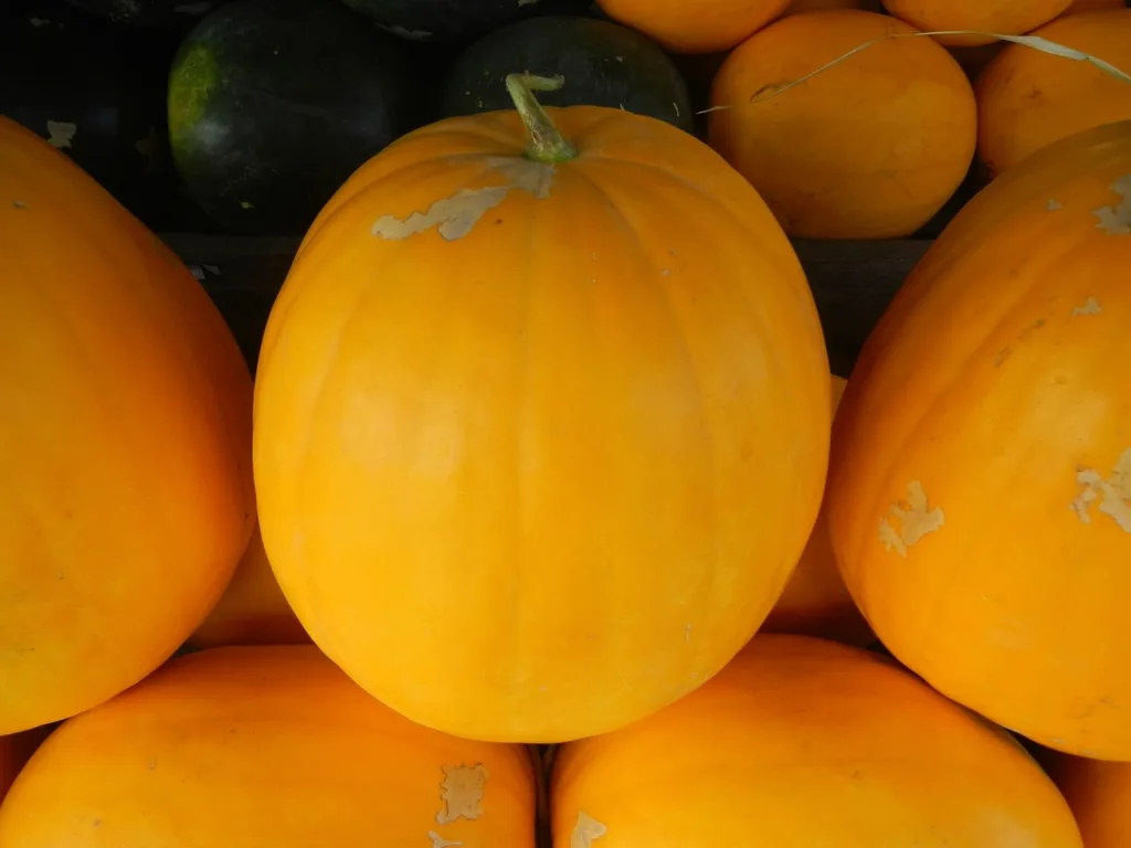 Citrullus lanatus (Watermelon)