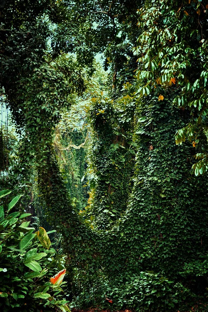 Entebbe Botanic Gardens