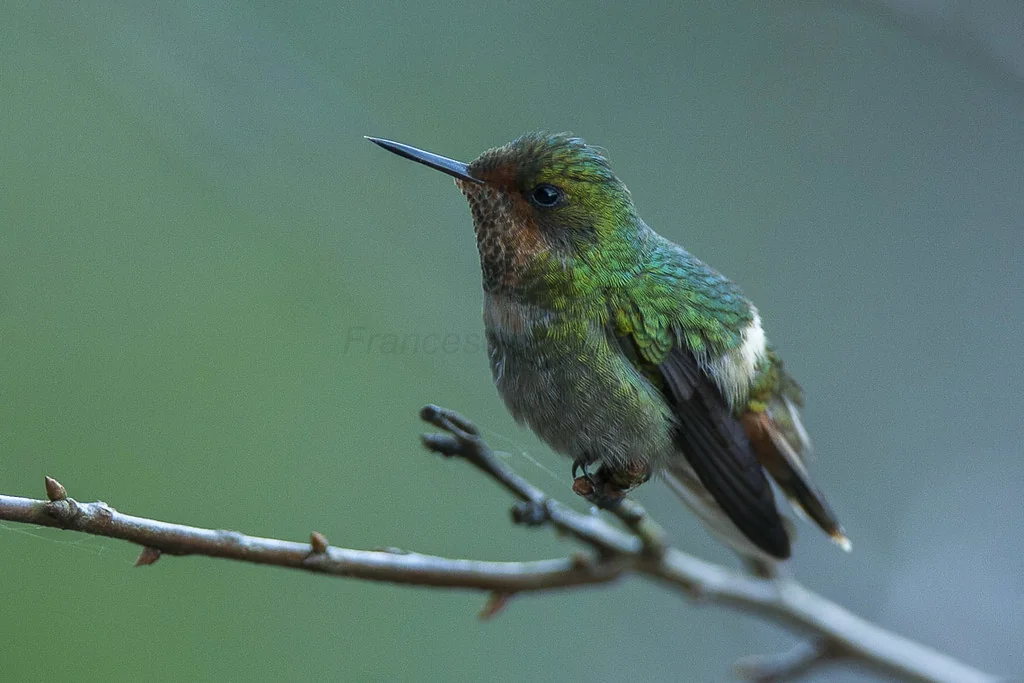 Frilled coquette