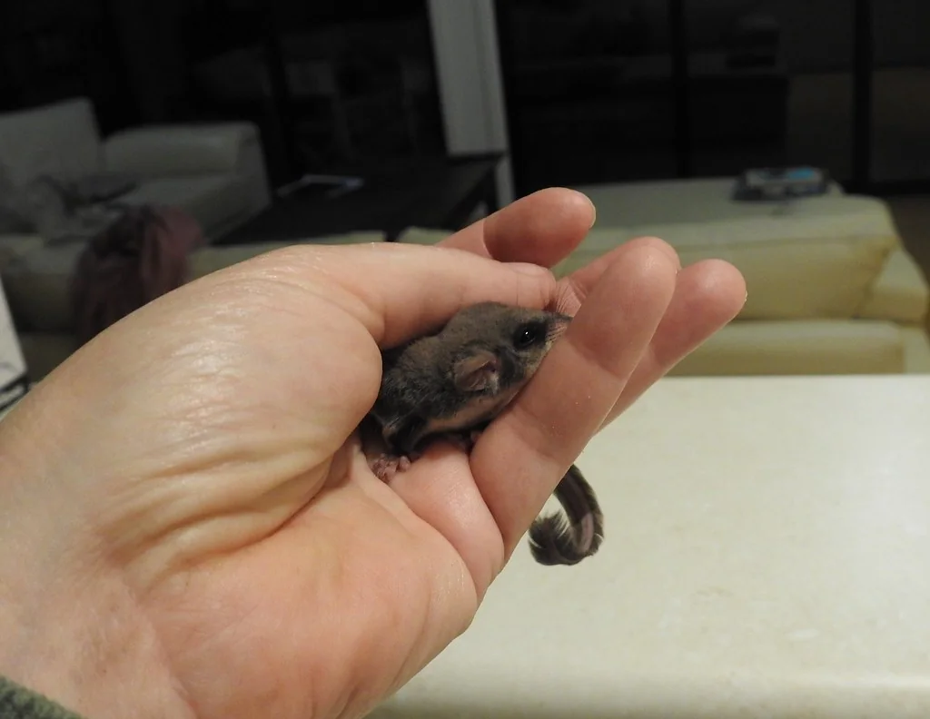 Feathertail glider