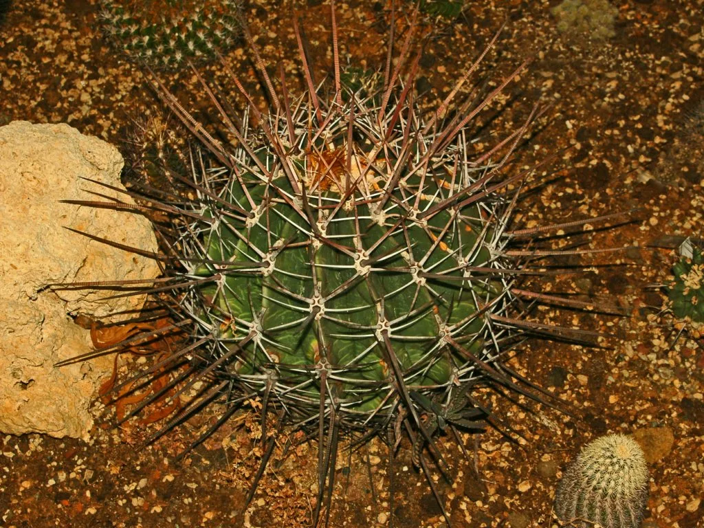 Ferocactus emoryi ssp. rectispinus