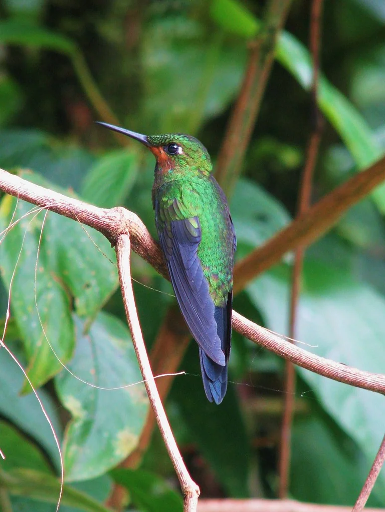 Green-crowned brilliant