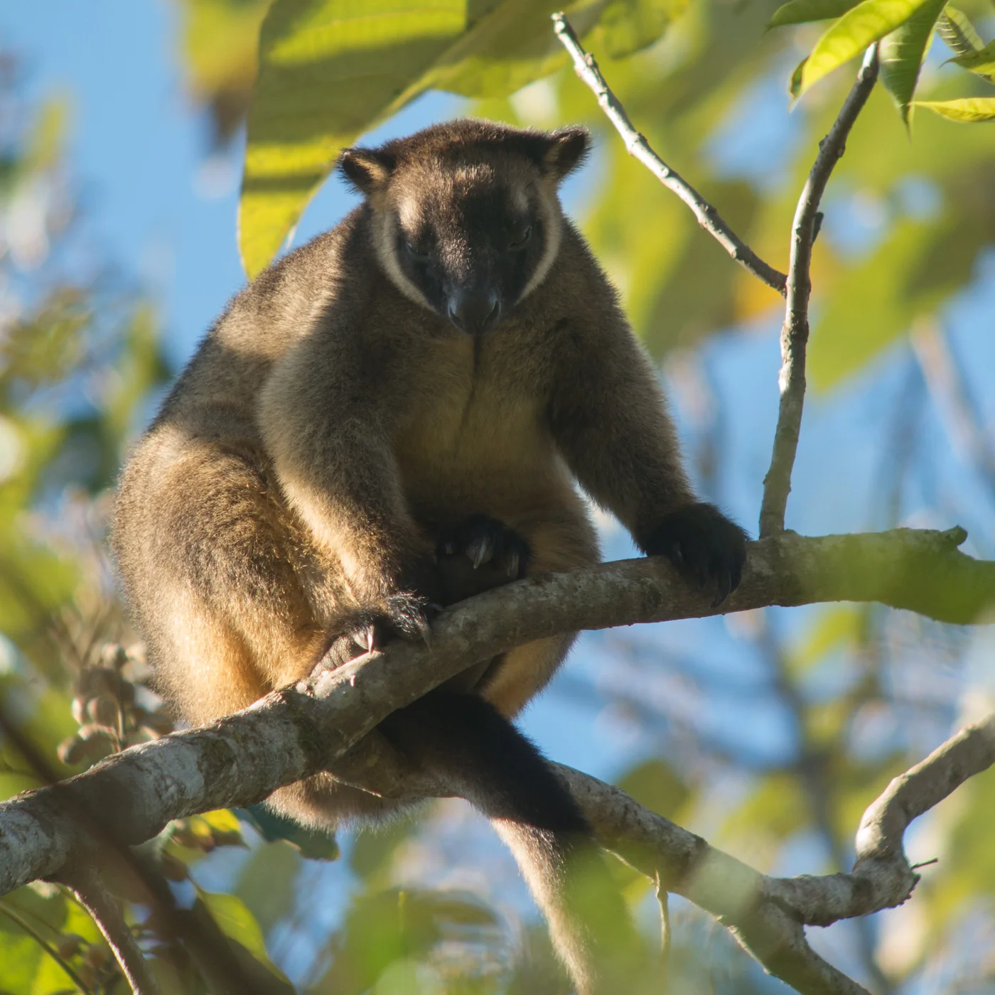 Lumholtz's tree-kangaroo
