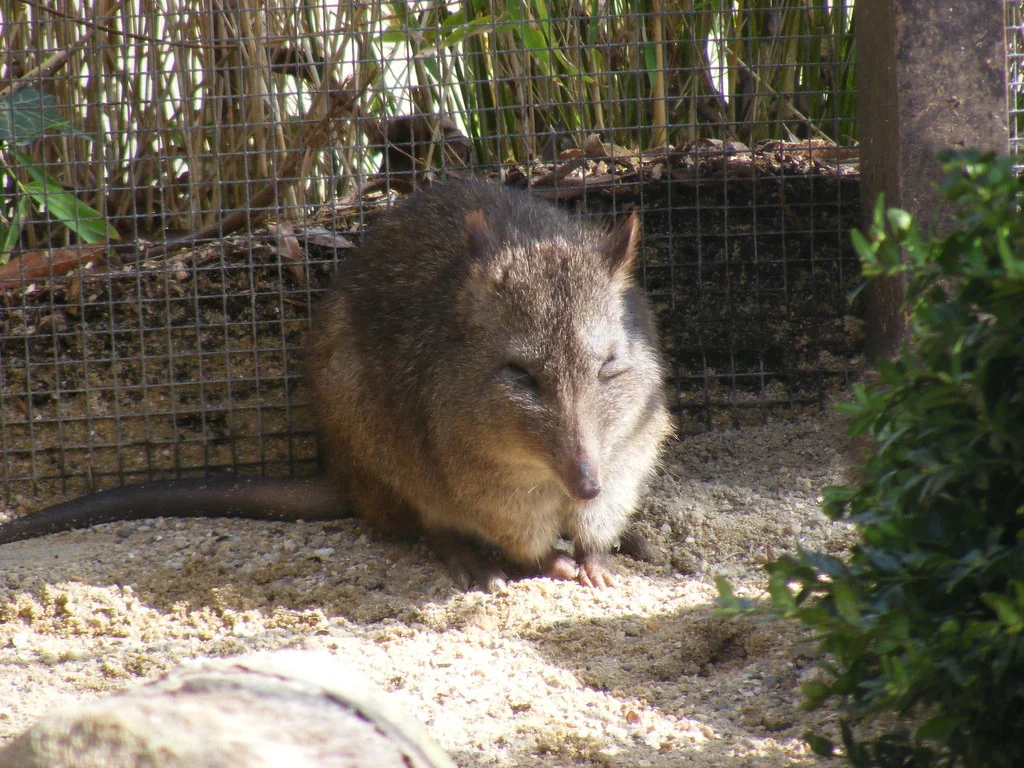 Long-nosed potoroo