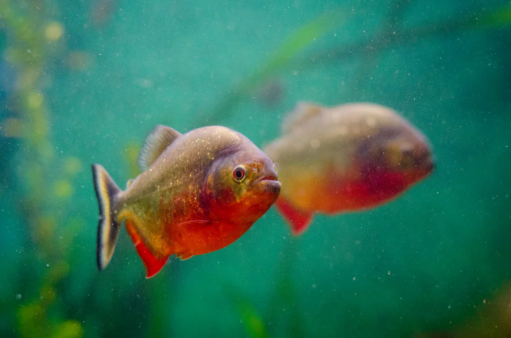 Piranha