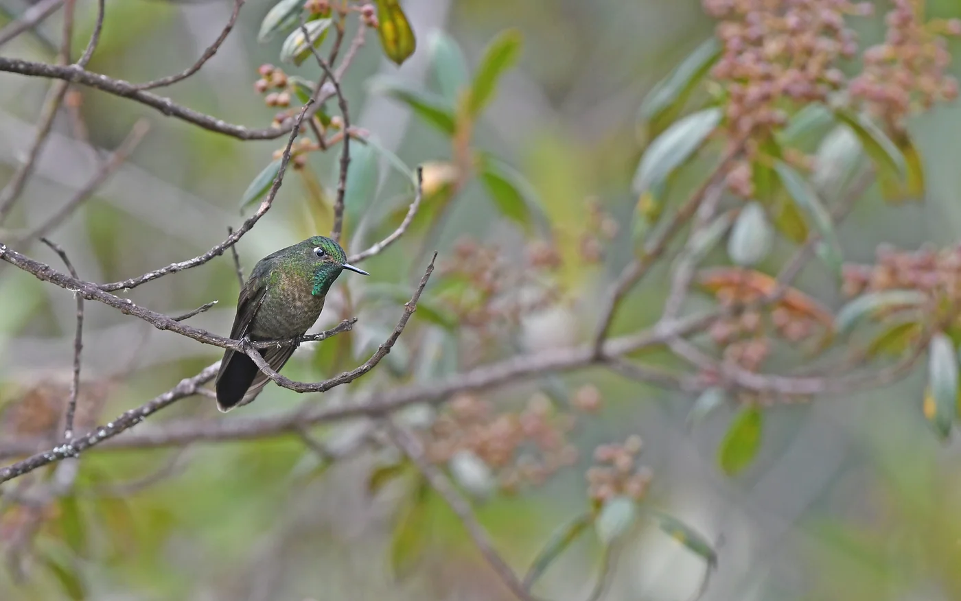 Scaled metaltail