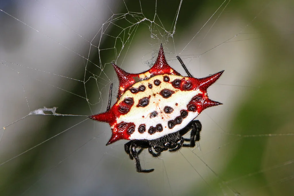 Spiny-backed Orbweaver (Gasteracantha cancriformis)