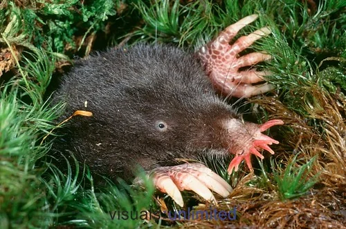 The Mole