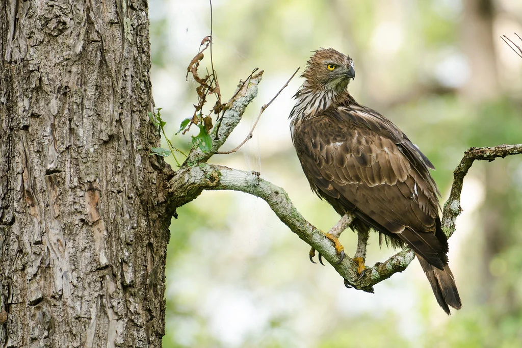 The Eagle and the Hawk