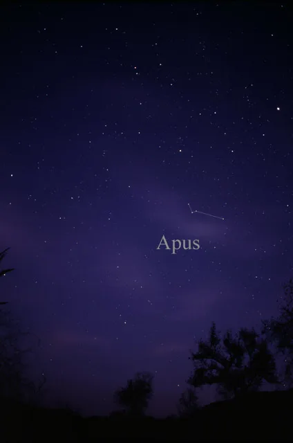 Apus