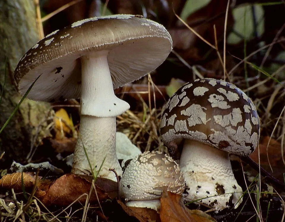 Amanita excelsa