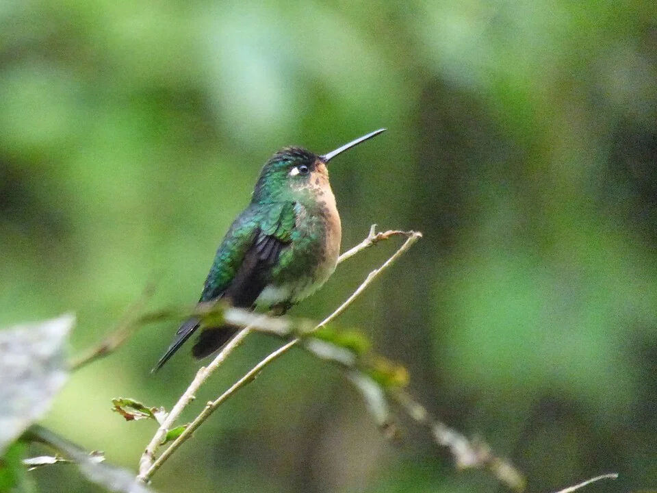 Blue-capped puffleg