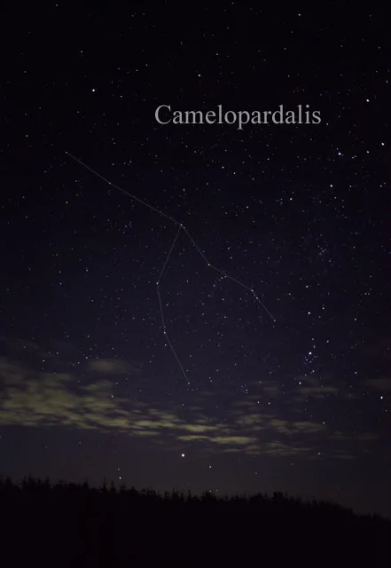Camelopardalis