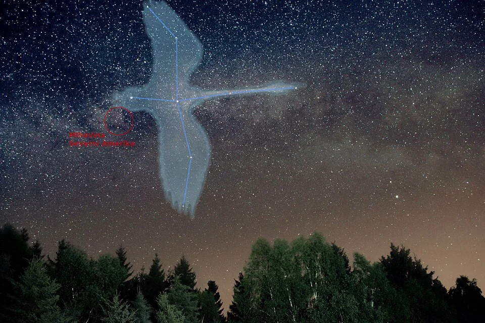 Cygnus