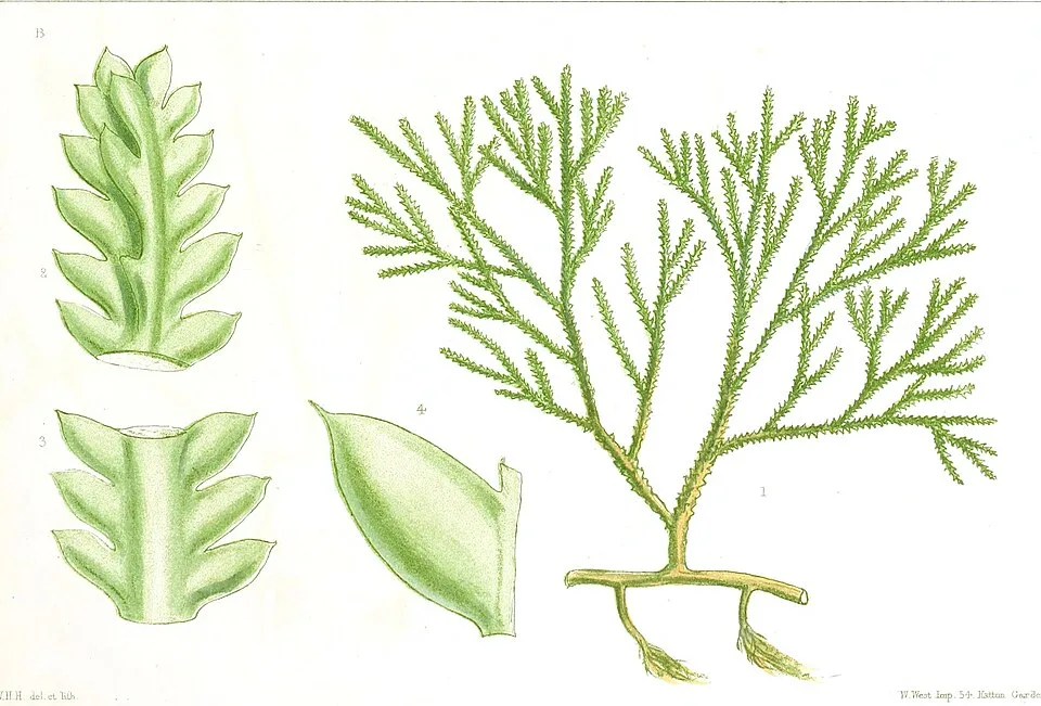 Caulerpa cupressoides