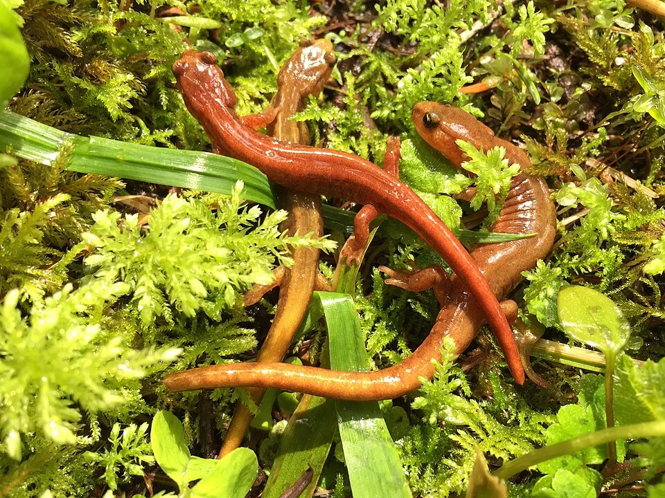 Van Dyke's Salamander