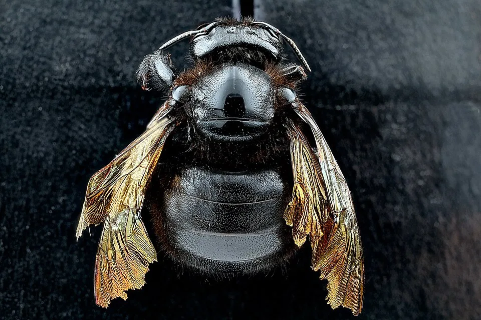 Xylocopa brasilianorum