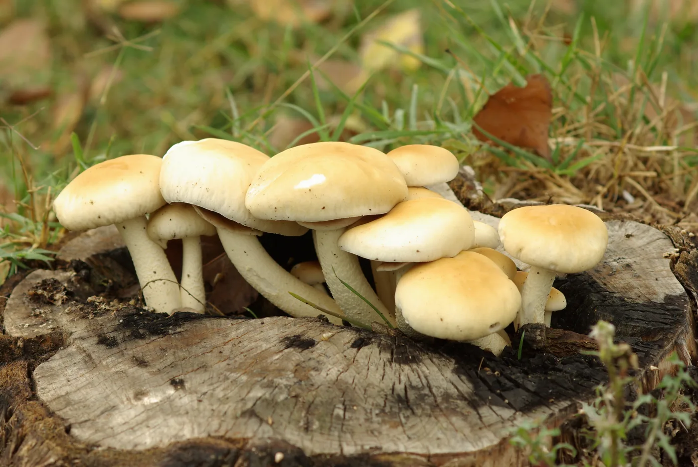 Agrocybe aegerita