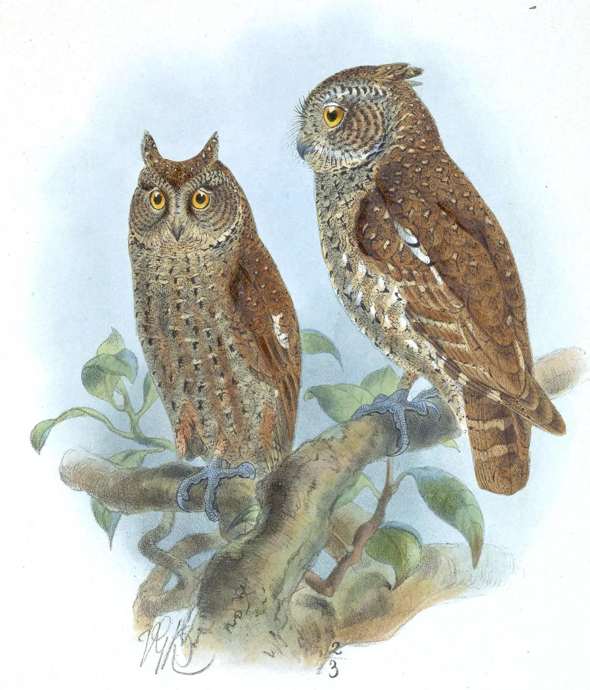 Andaman Scops-Owl