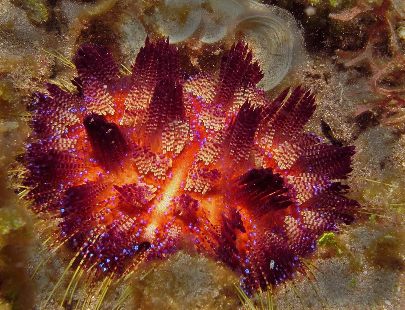 Asthenosoma periculosum