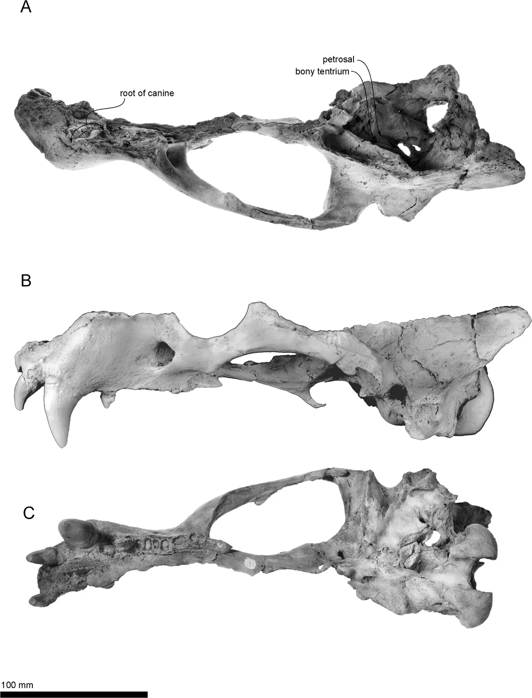 Archaeodobenus akamatsui