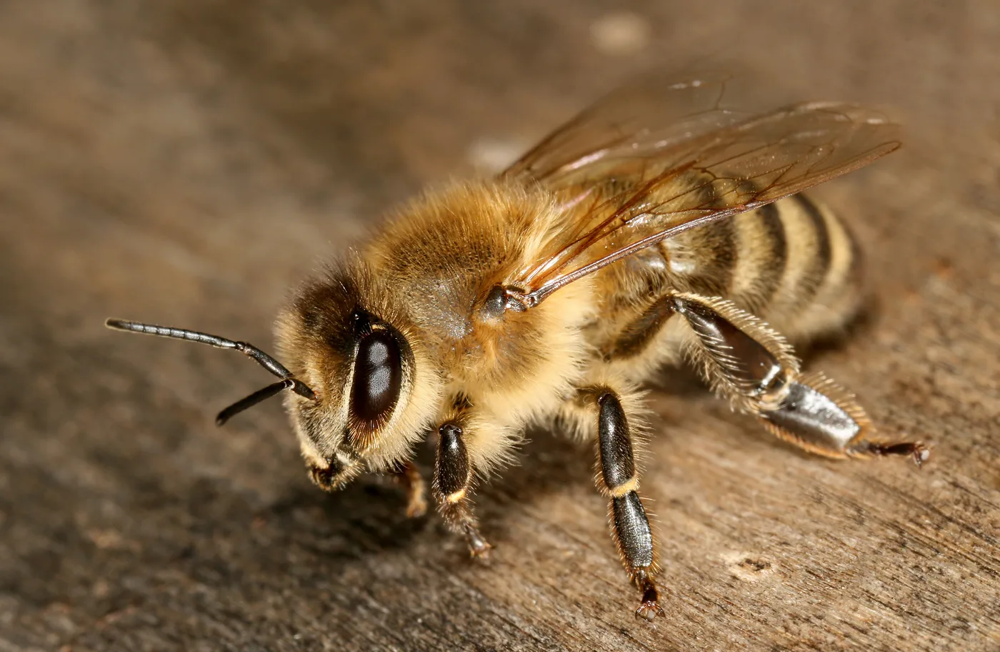 Apis mellifera carnica