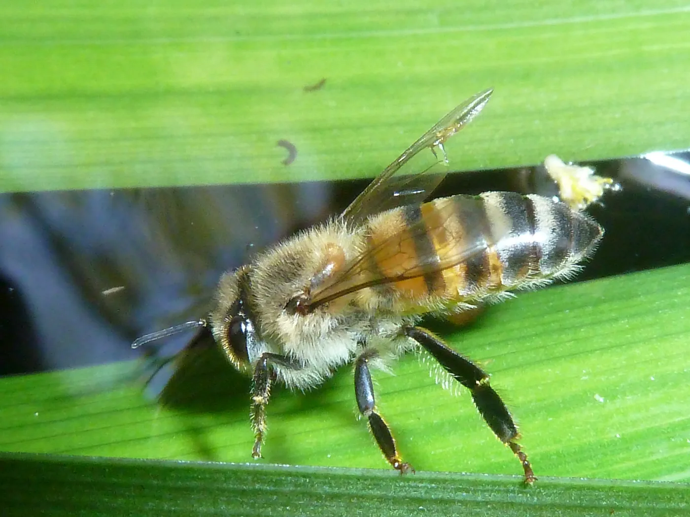 Apis mellifera scutellata