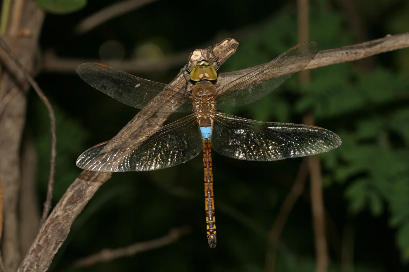 Anax ephippiger