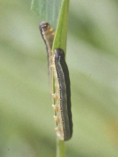 African Armyworm Moth