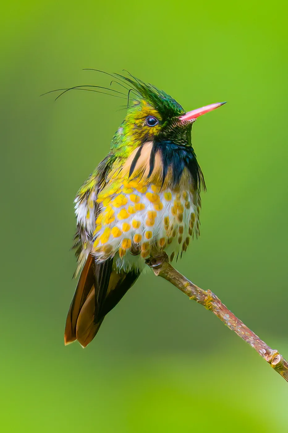 Black-crested coquette