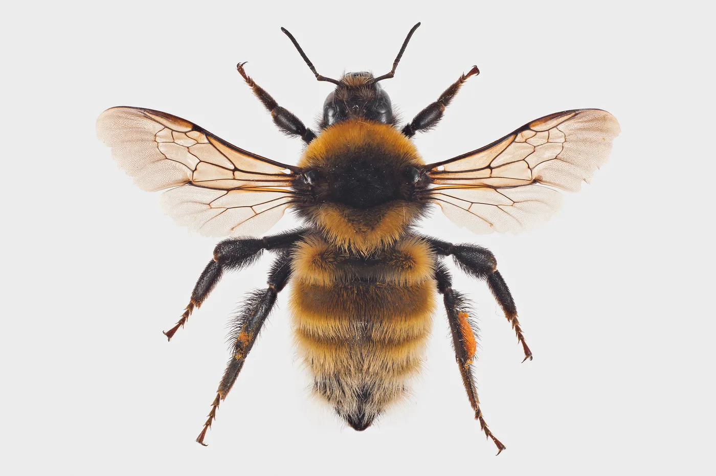 Bombus distinguendus