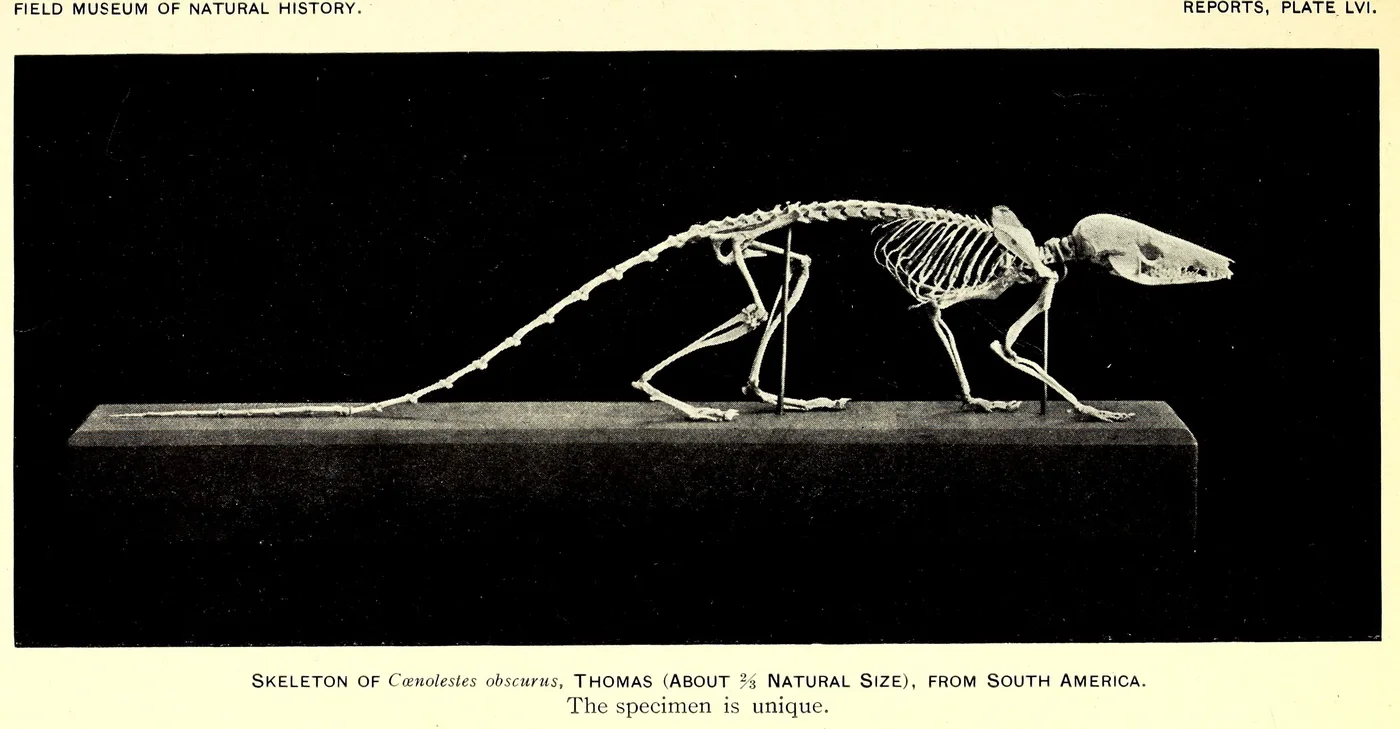 Blackish shrew opossum