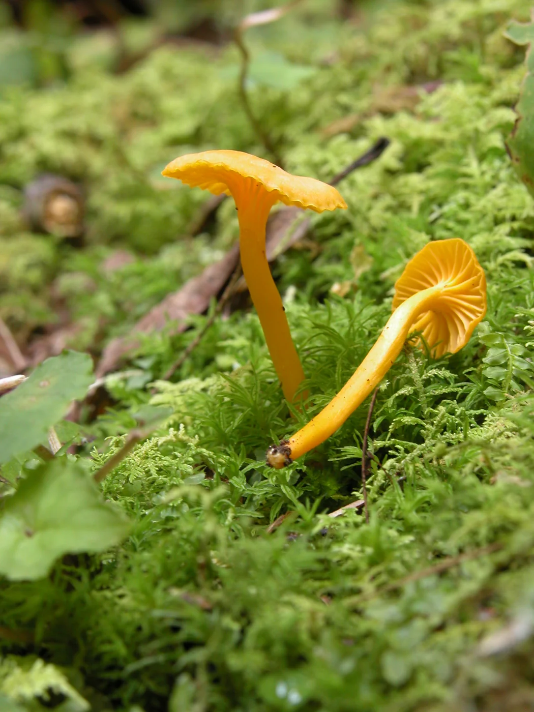 Cantharellus Minor