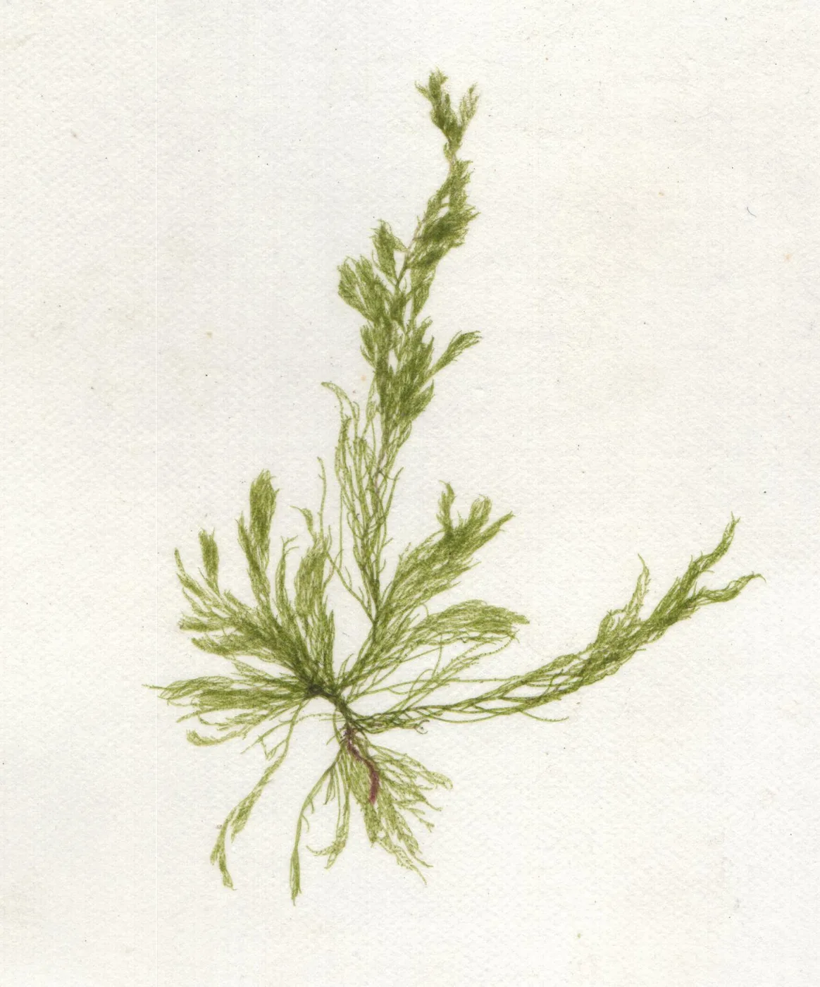 Cladophora glomerata
