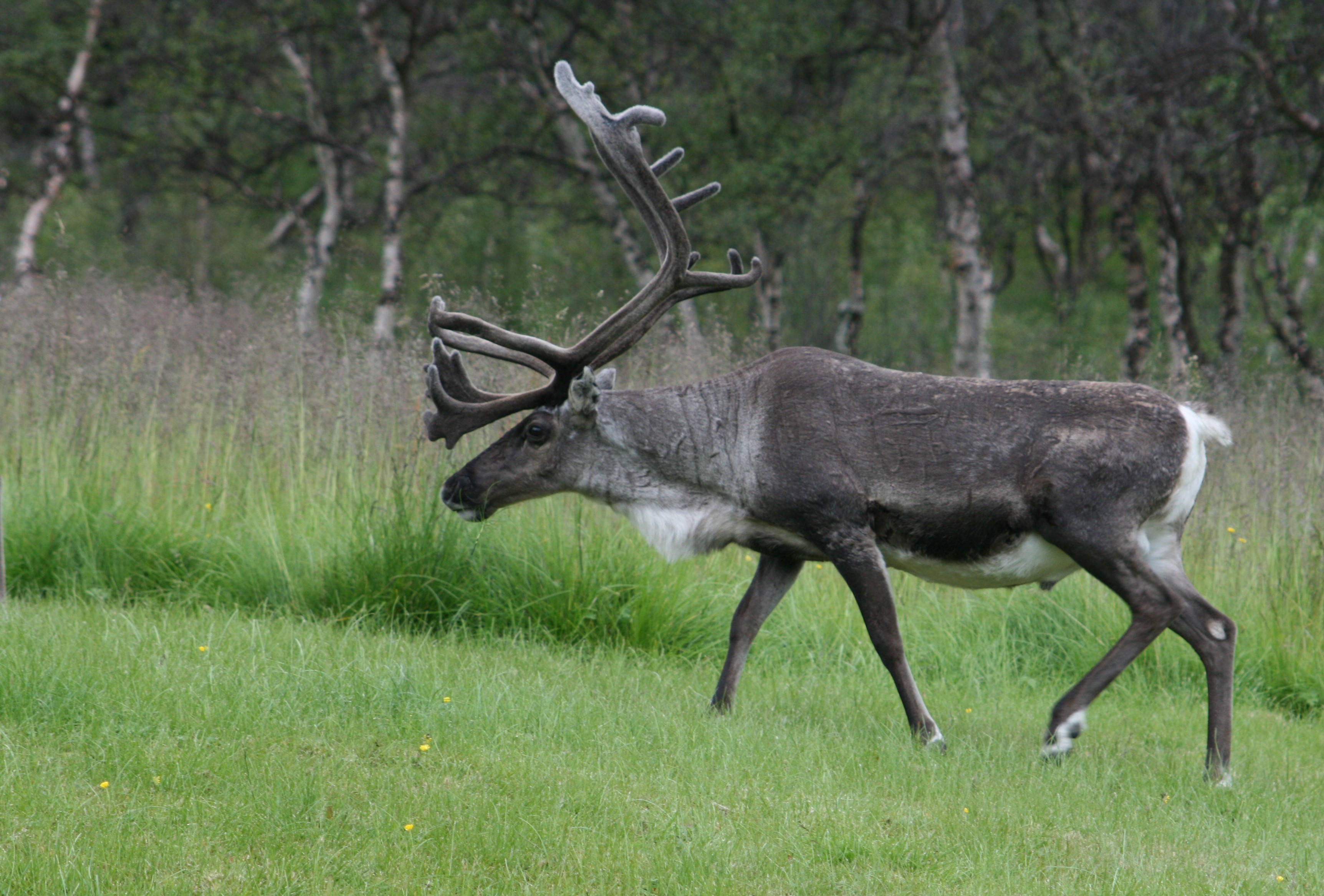 Caribou