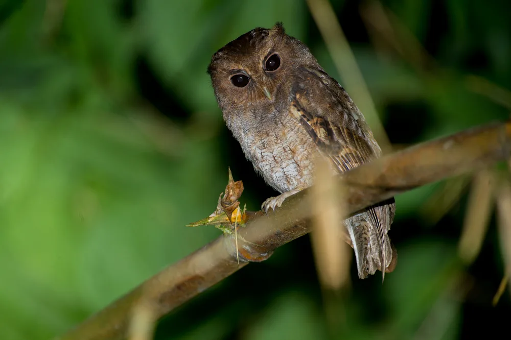 Colombian Screech-Owl