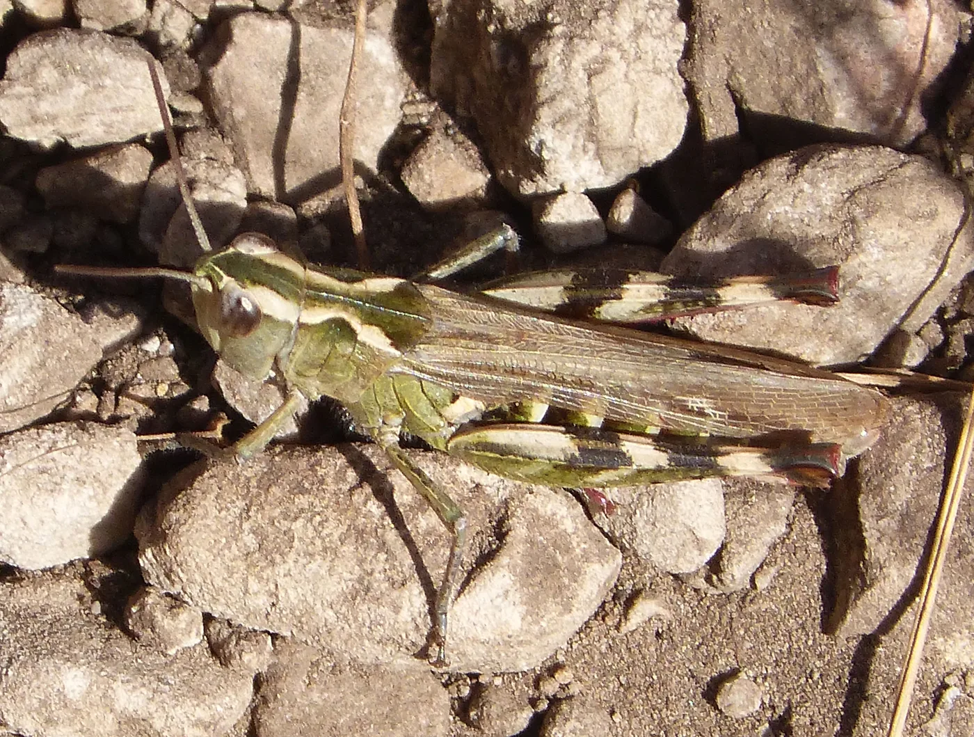 Chorthippus binotatus