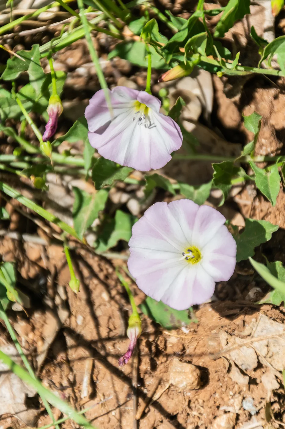 Convolvulus arvensis (Field Bindweed)