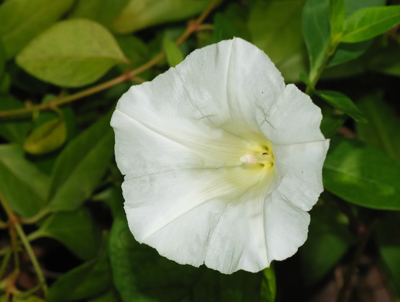 Calystegia sepium (Hedge Bindweed)