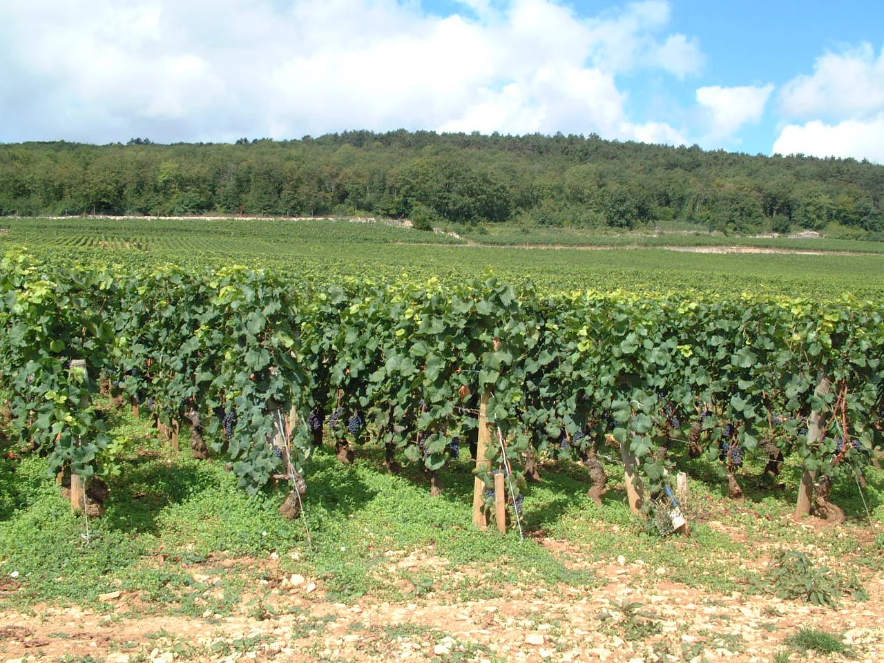 Domaine Armand Rousseau Chambertin Grand Cru