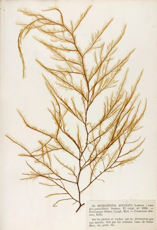 Desmarestia aculeata