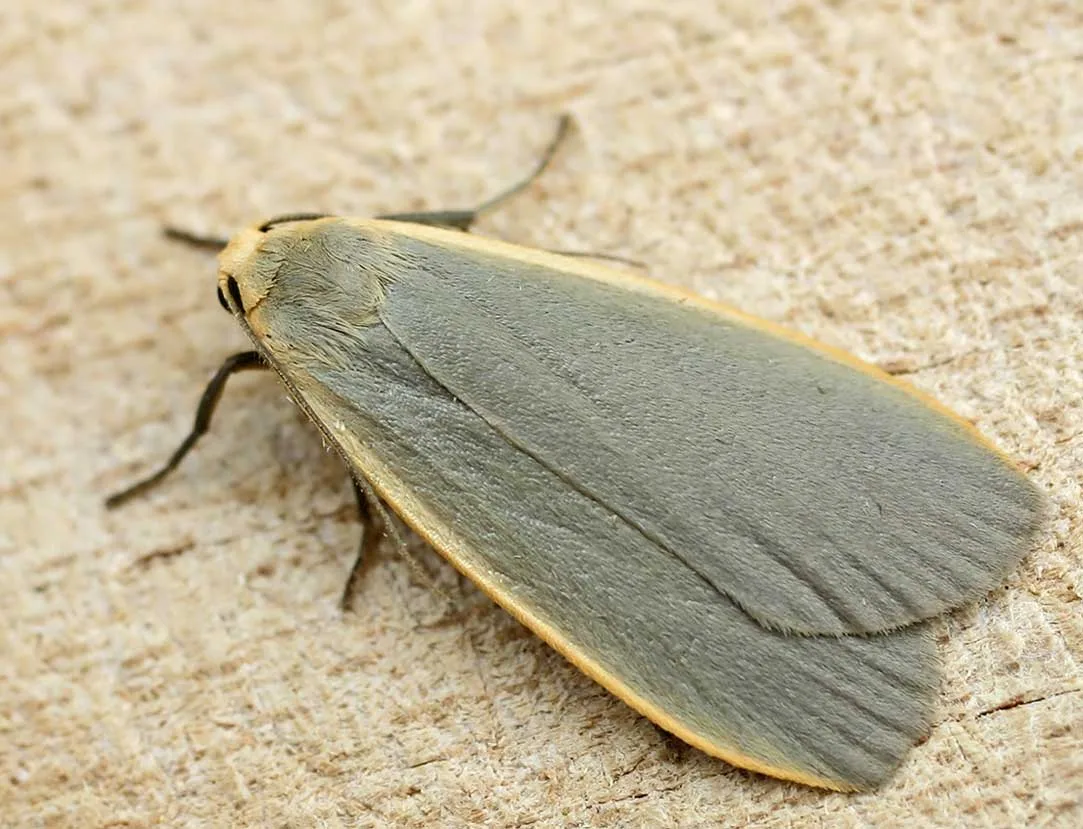 Dingy footman