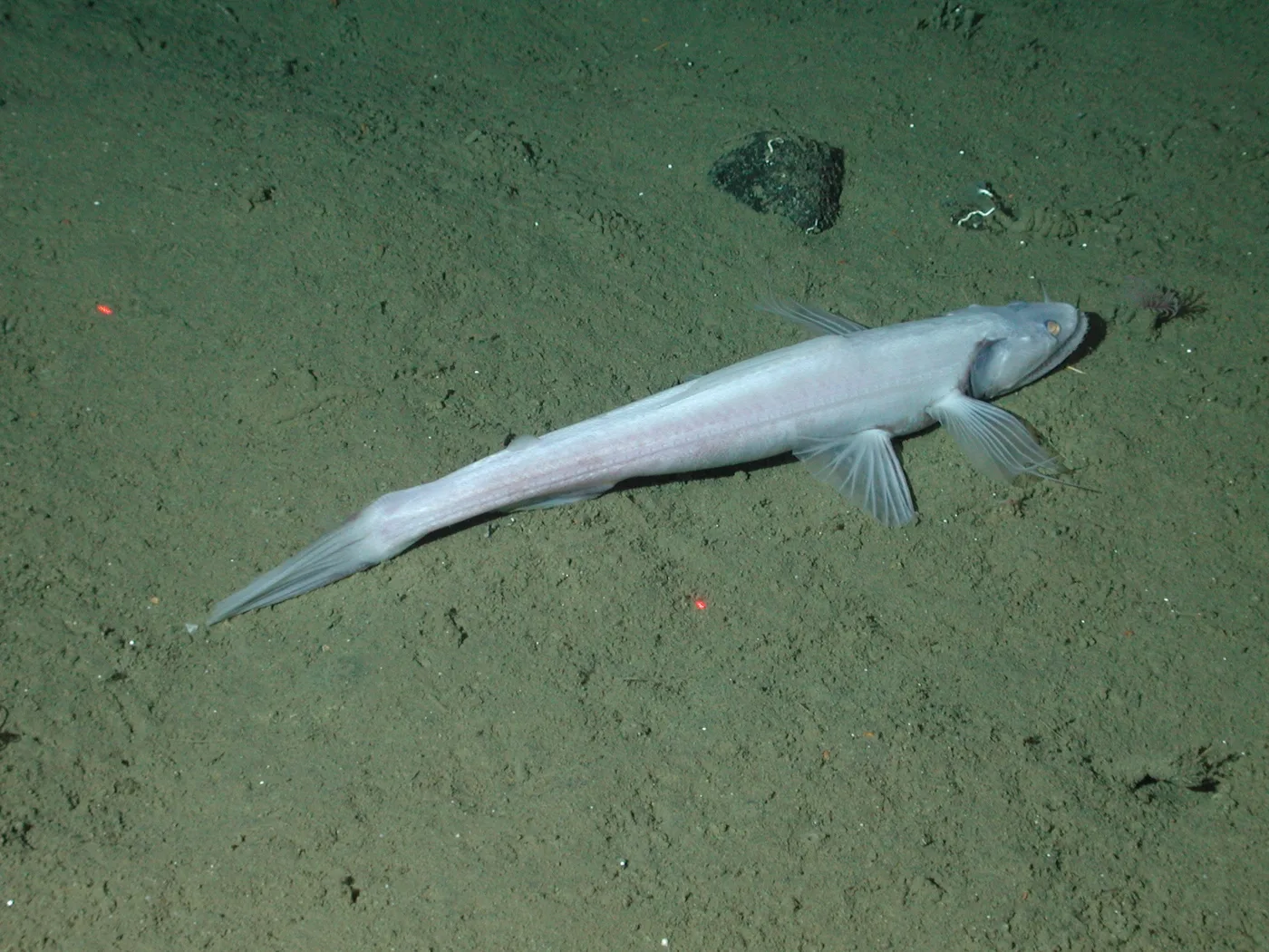 Deep-sea Lizardfish (Bathysaurus mollis)