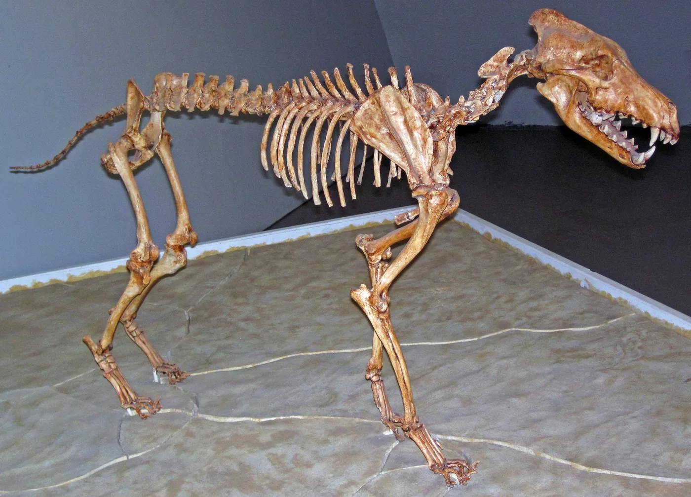 Dire Wolf (Aenocyon dirus)
