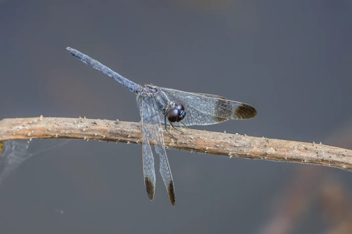 Diplacodes nebulosa