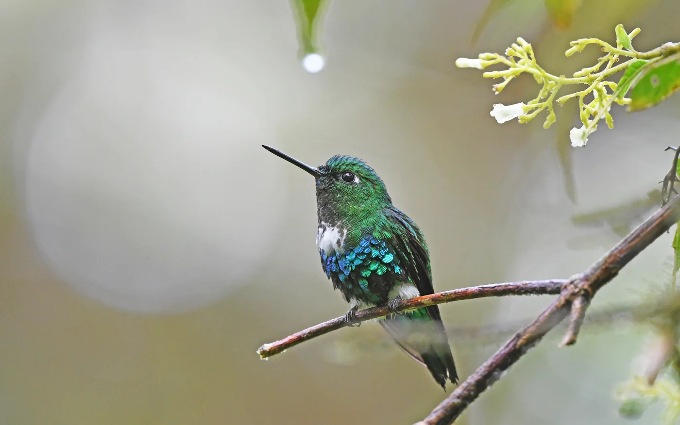 Emerald-bellied puffleg