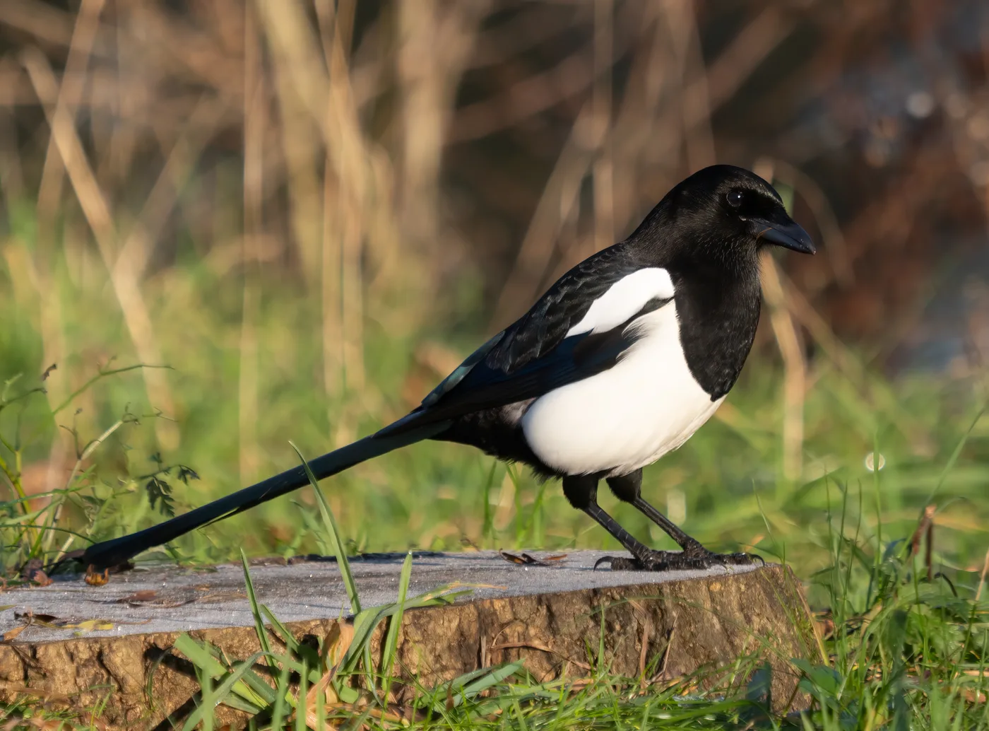 Eurasian Magpie